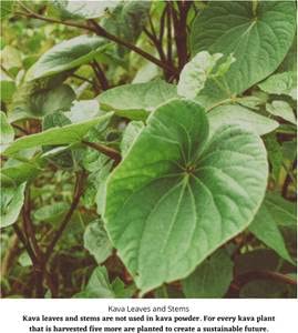 Product label showing Latin name Piper methysticum on Kava Kava Root C/S packaging