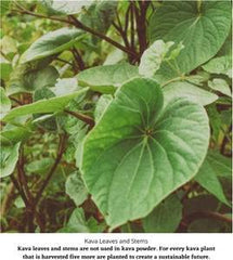 Product label showing Latin name Piper methysticum on Kava Kava Root C/S packaging