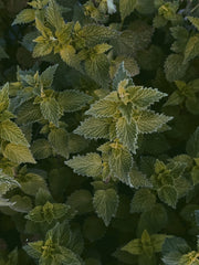 Nettle seeds drying process