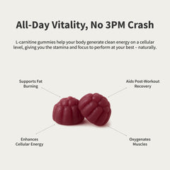 Ingredients list for Sugar Free L-Carnitine 500mg Gummies