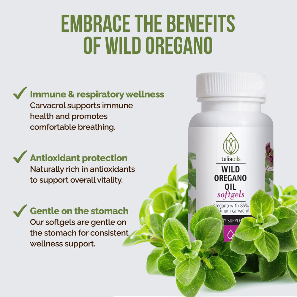 Greek wild oregano plant (Origanum vulgare)