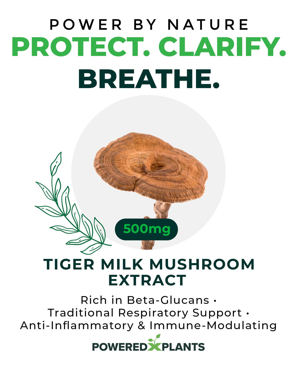 Label showing 50% beta-glucan for Tiger Milk Mushroom