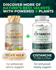 Cognitive clarity concept graphic with Tiger Milk Mushroom