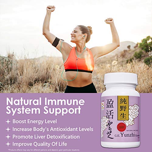 Close-up of Turkey Tail mushroom fruiting bodies