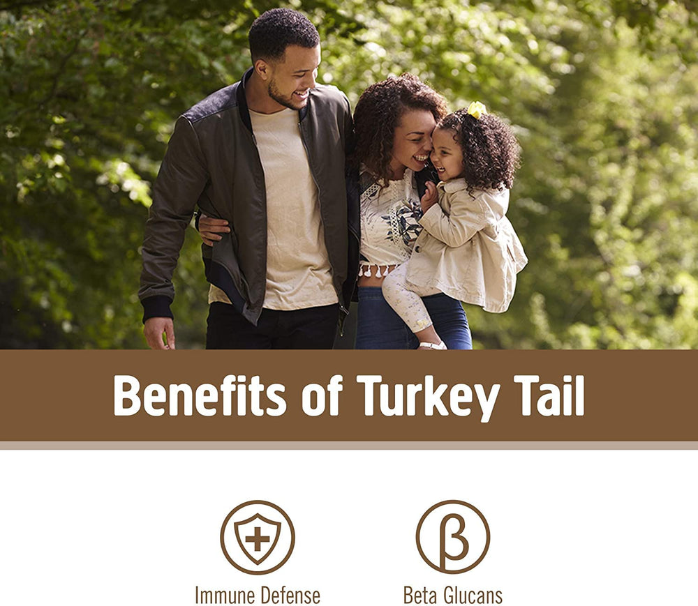 Close up of turkey tail mushroom powder