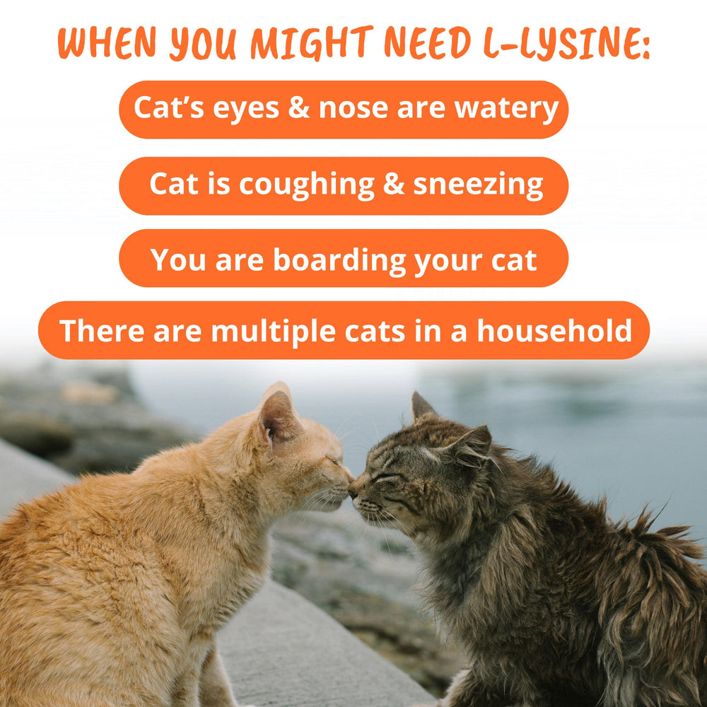 Vet-strength L-lysine formula for cats, no corn or artificial dyes