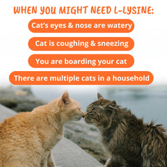 Vet-strength L-lysine formula for cats, no corn or artificial dyes