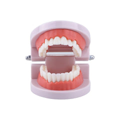 Educational visuals showing tooth decay and gum health features