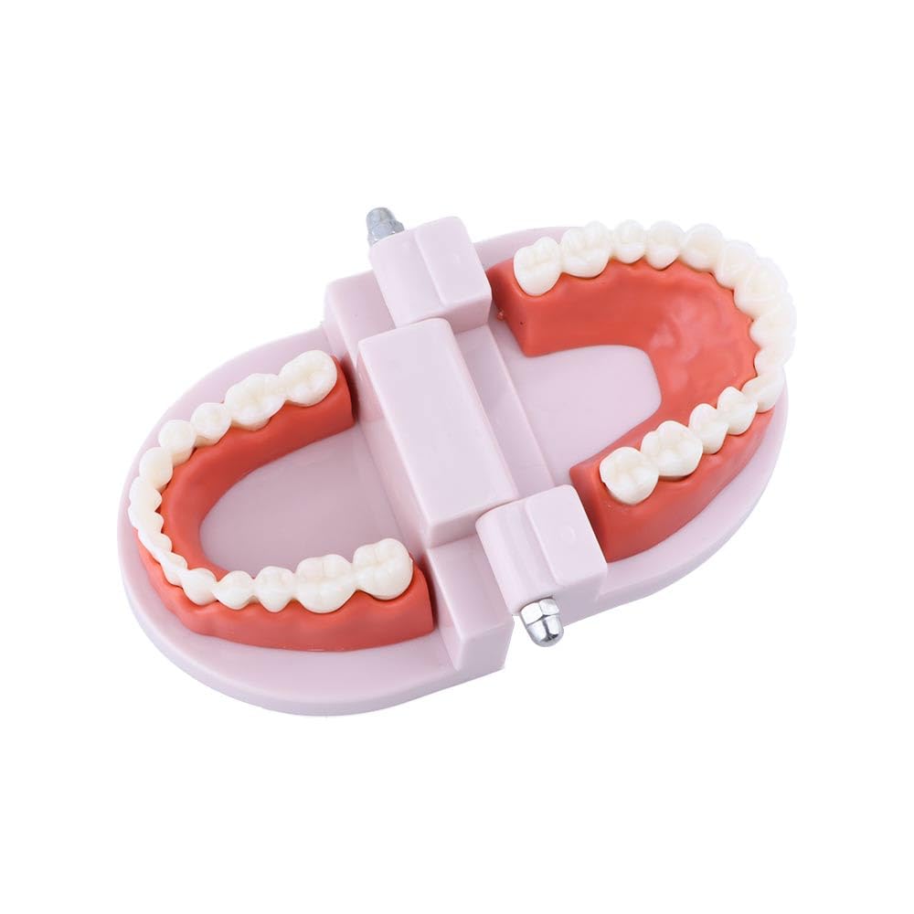 Detailed 28-teeth arrangement shown from multiple angles