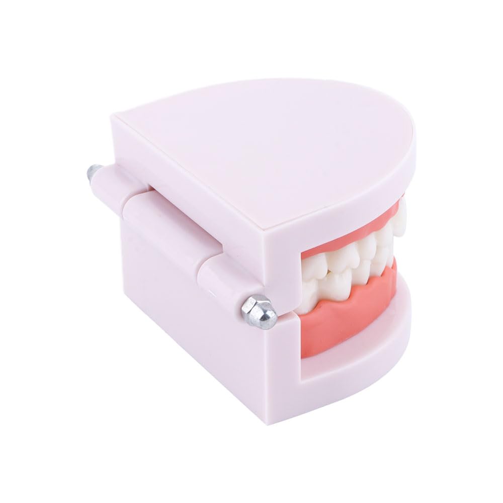 Two-model Vctitil set for effective oral health instruction