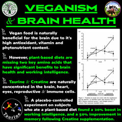 Illustration of Creatine, Taurine & Carnosine in the brain and immune system