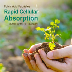 MTHFR support illustration for the supplement