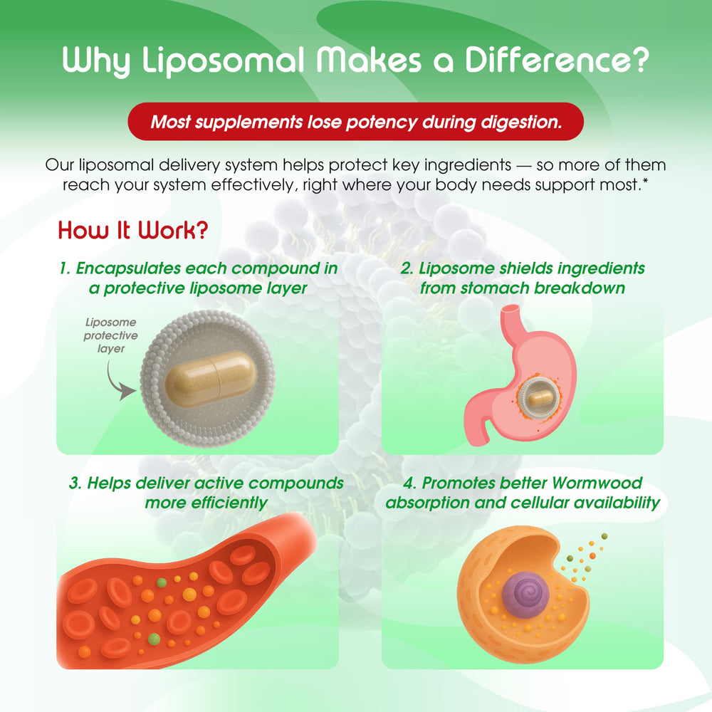 Graphic representing liposomal absorption and enhanced delivery