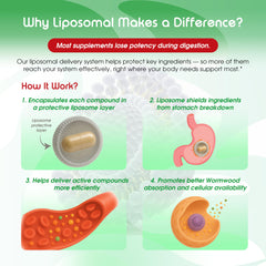 Graphic representing liposomal absorption and enhanced delivery