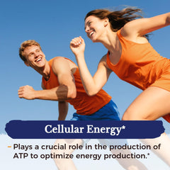 Graphic illustrating triple-pathway NAD synthesis