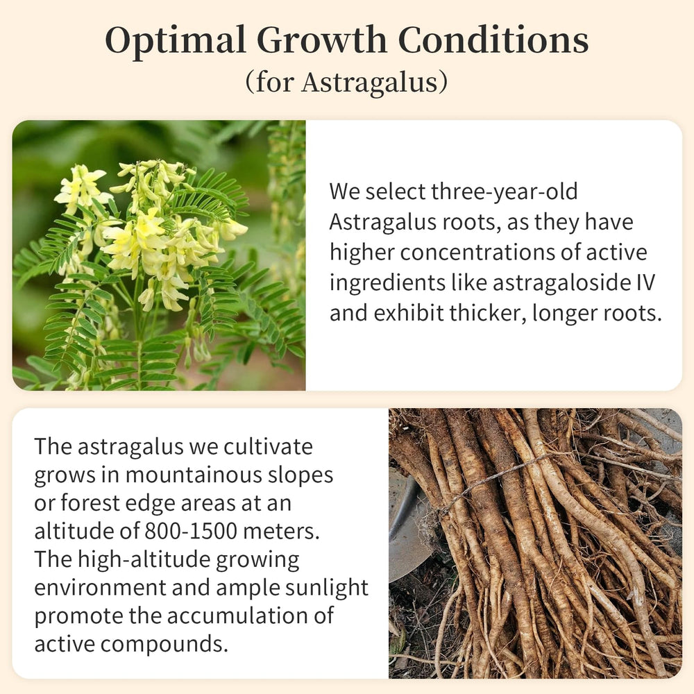 Astragalus tea brewing with hot water