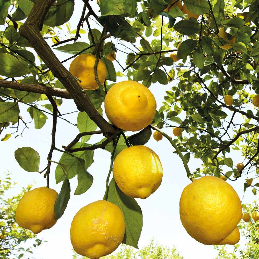 Weleda Citrus Deodorant ingredients featuring lemon and litsea cubeba