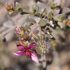 Box contents: Weleda Ratanhia mouthwash