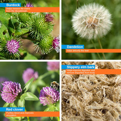 Wellgenix Puriclean detox ingredients including burdock and dandelion