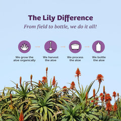 Wellness and glowing skin visuals for Lily of the Desert Vera Juice