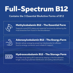 Illustration of full-spectrum bioactive B vitamins for wellness