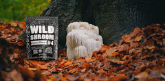 Lions Mane powder being added to a cup of beverage