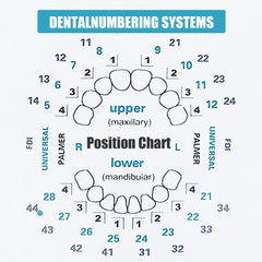 Upper and lower veneer molds with size coding