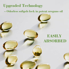 Oregano oil origin from wild harvested Origanum minutiflorum