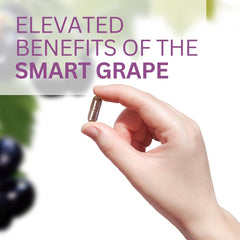 Muscadine grape plant image from Southeastern US