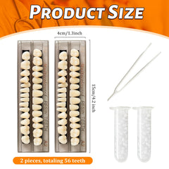 Upper and lower denture teeth in resin material