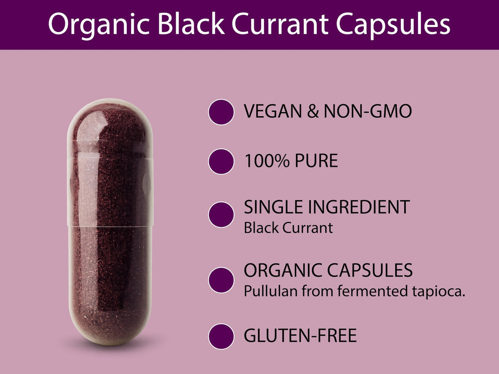 Freeze-dried black currant powder ready for encapsulation
