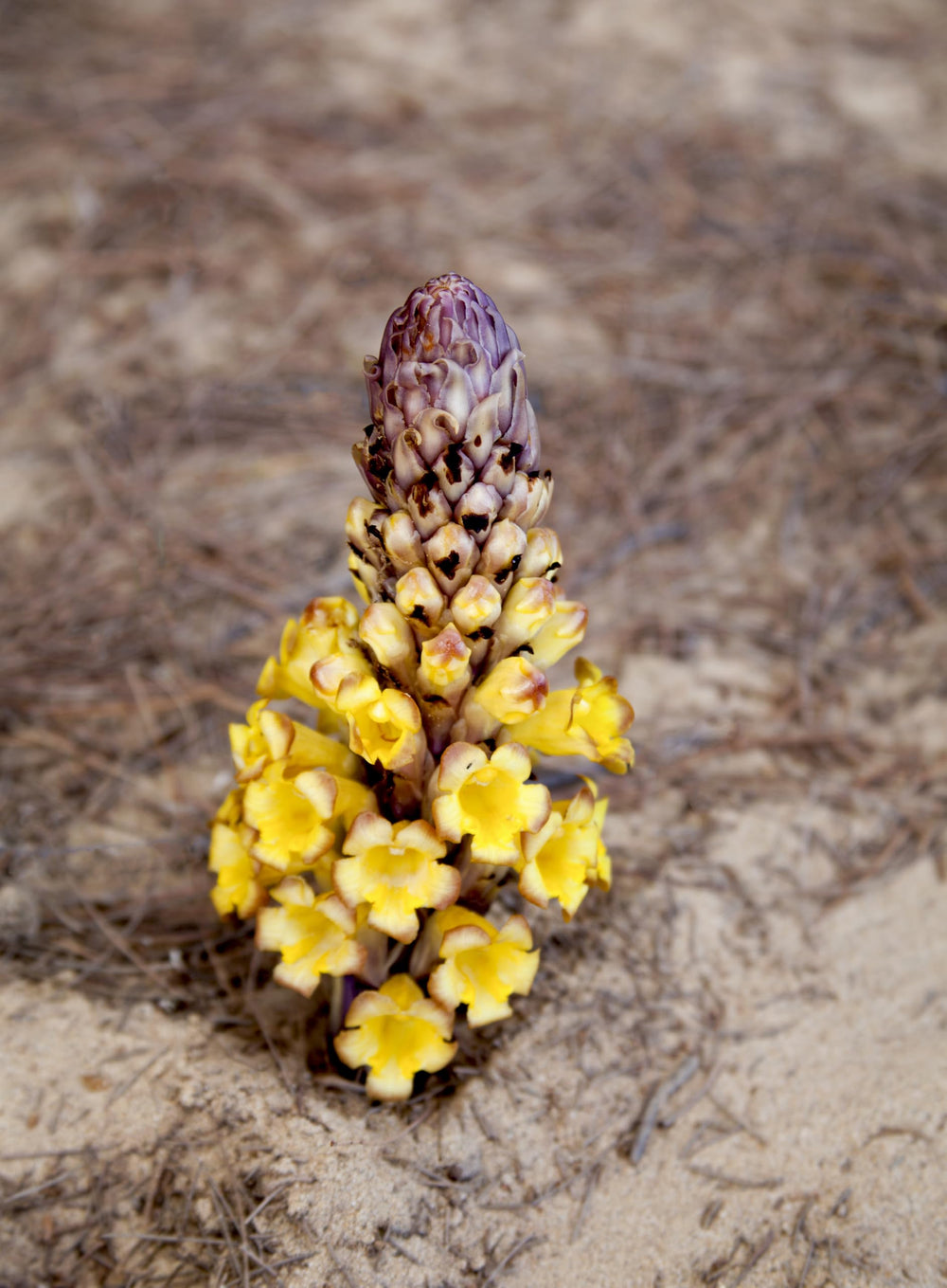 Cistanche extract powder used to support endurance and energy