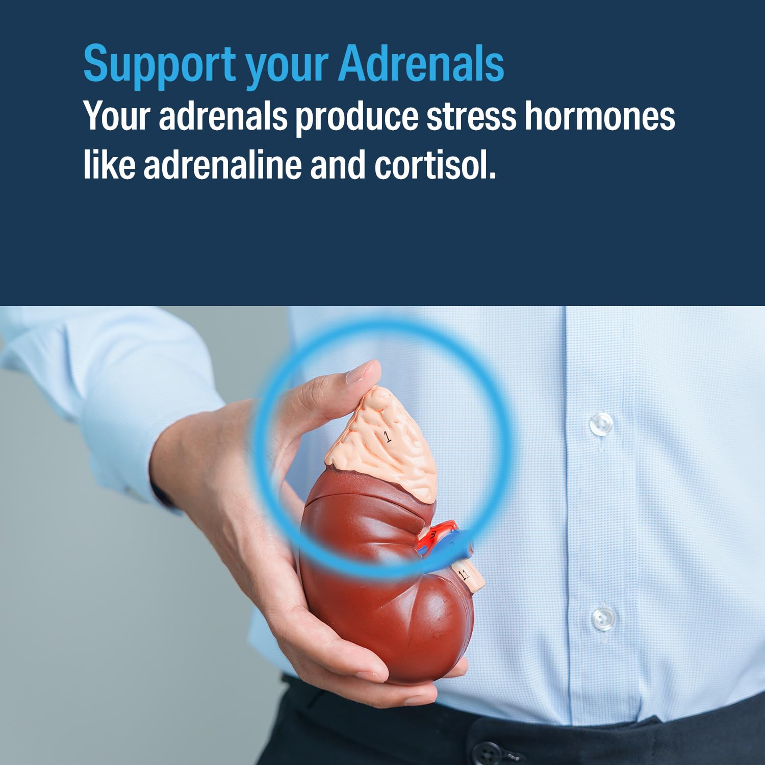 Illustration of Pantothenic acid, Licorice root, Liver concentrate and Adrenal Cortex Extract