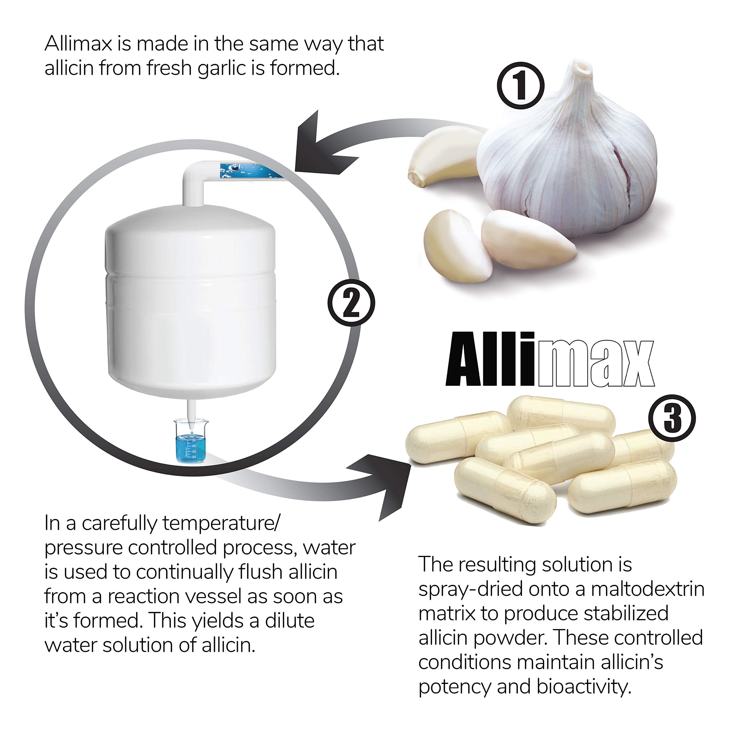 Illustration of bioactive allicin absorption