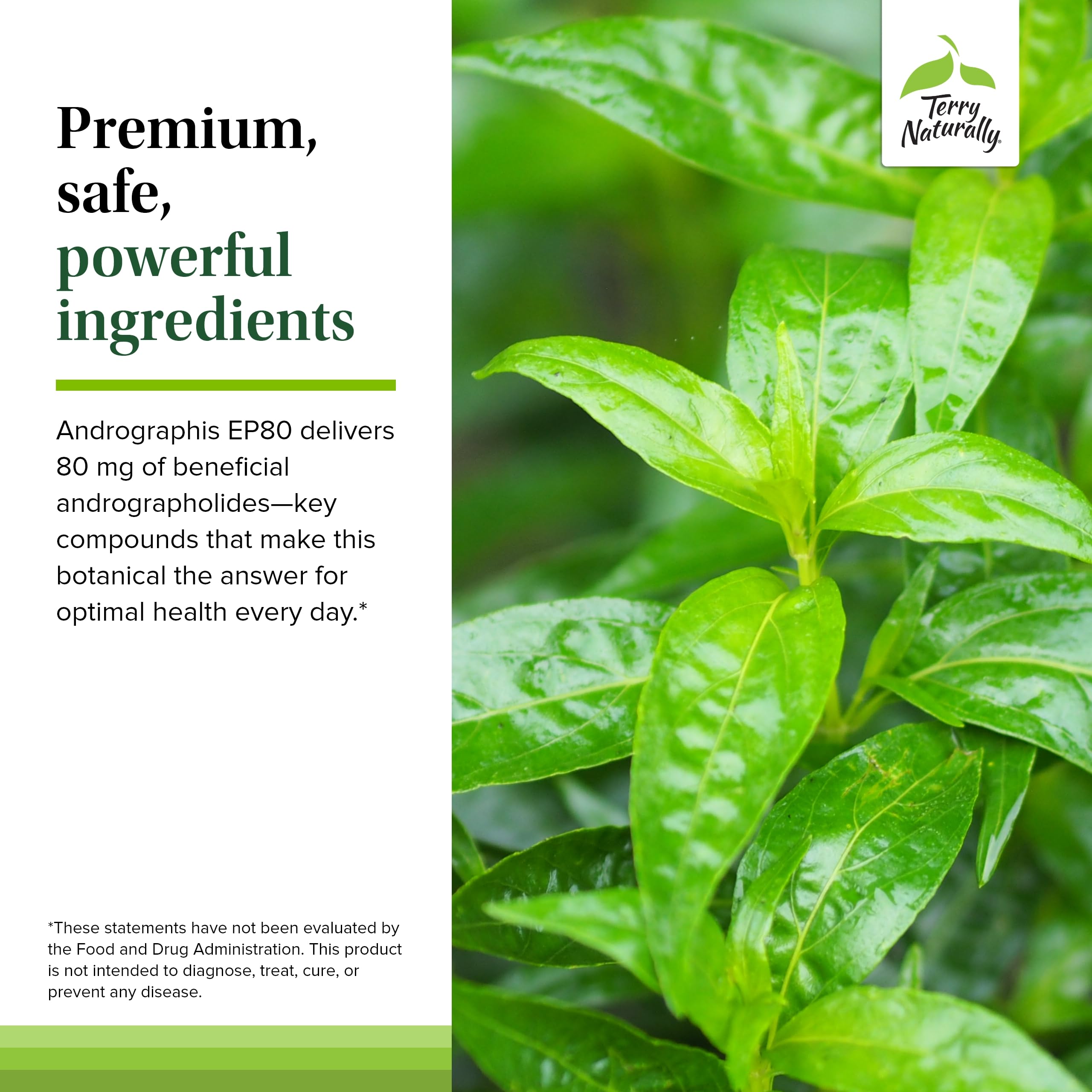 Vegan capsules packaging for Andrographis EP80 Extra Strength