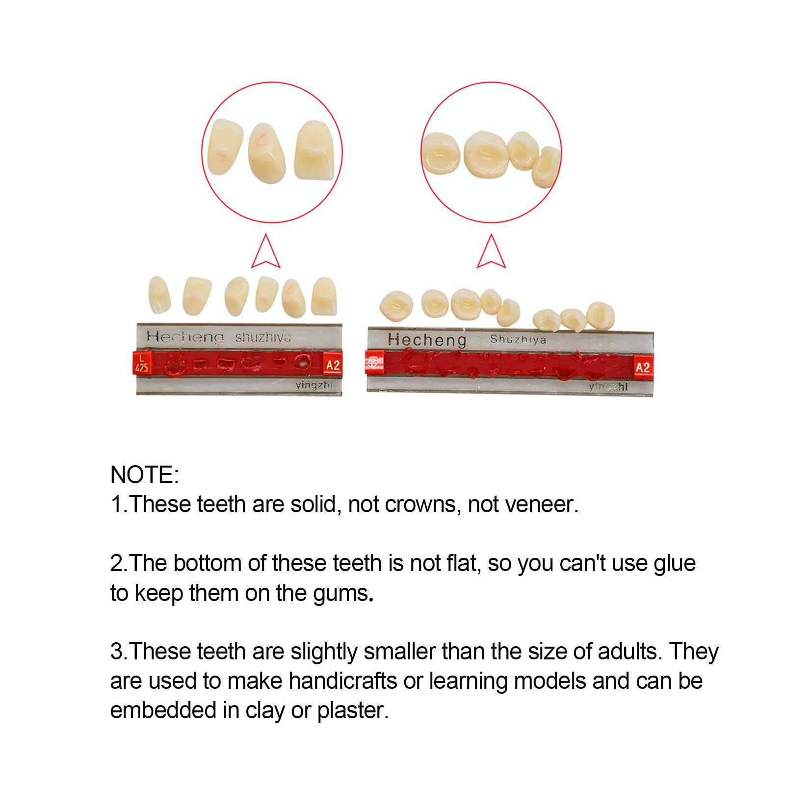 Upper and lower denture teeth in shade A2