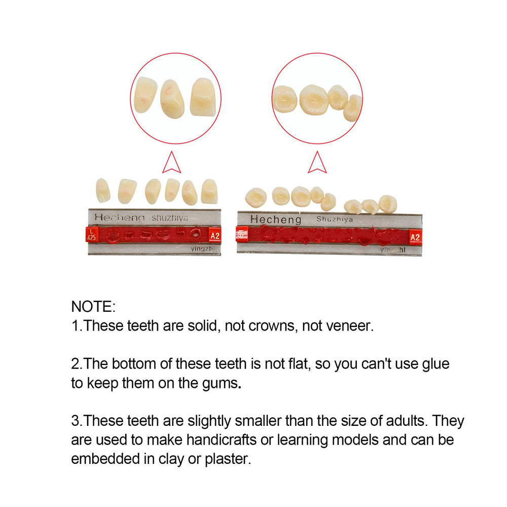 Upper and lower denture teeth in shade A2