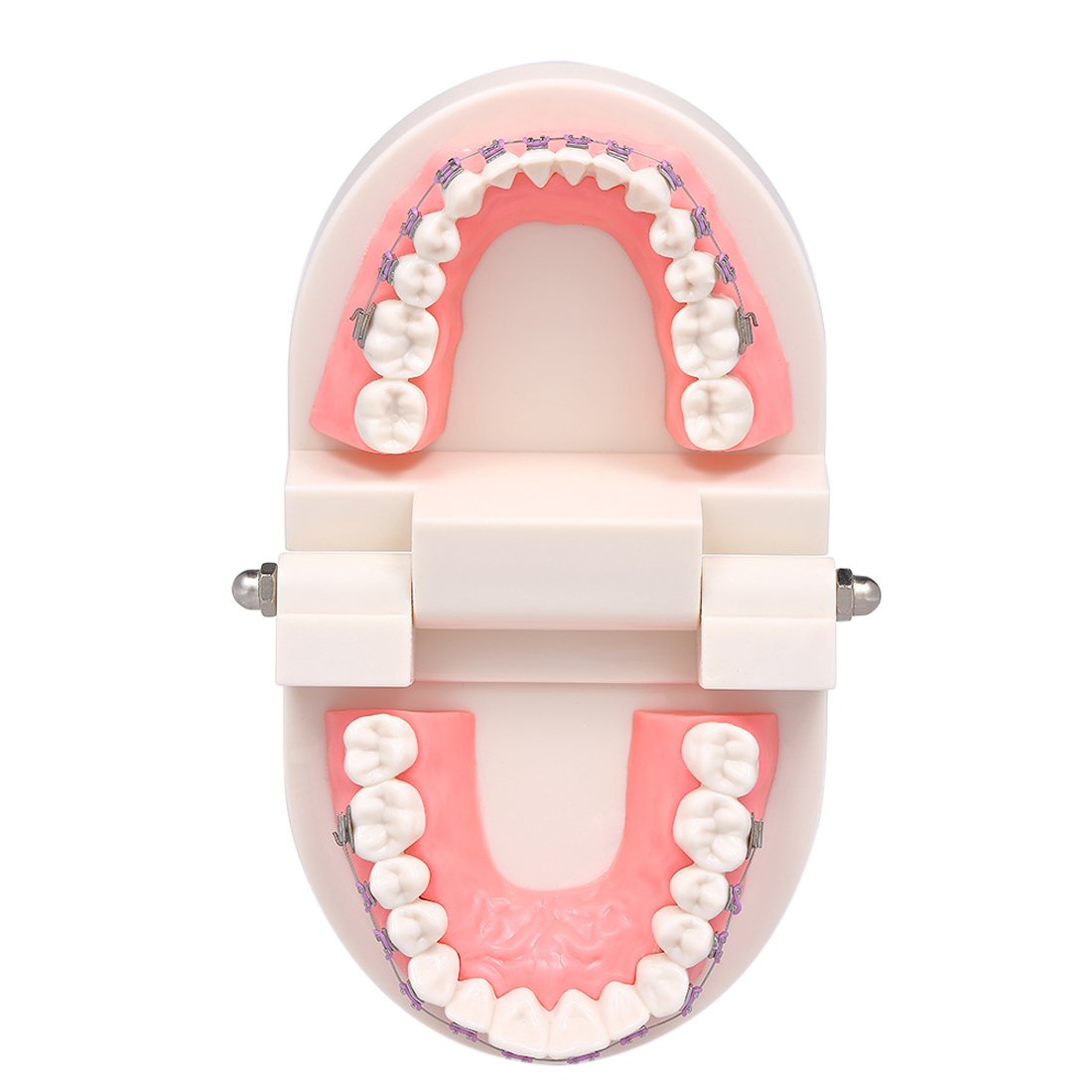 28-tooth demonstration model fixed in base with brackets attached