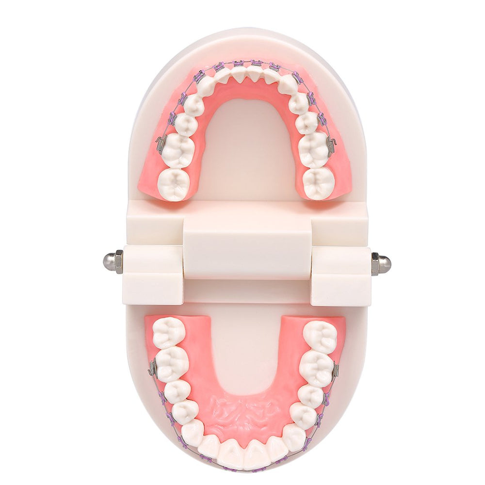 28-tooth demonstration model fixed in base with brackets attached
