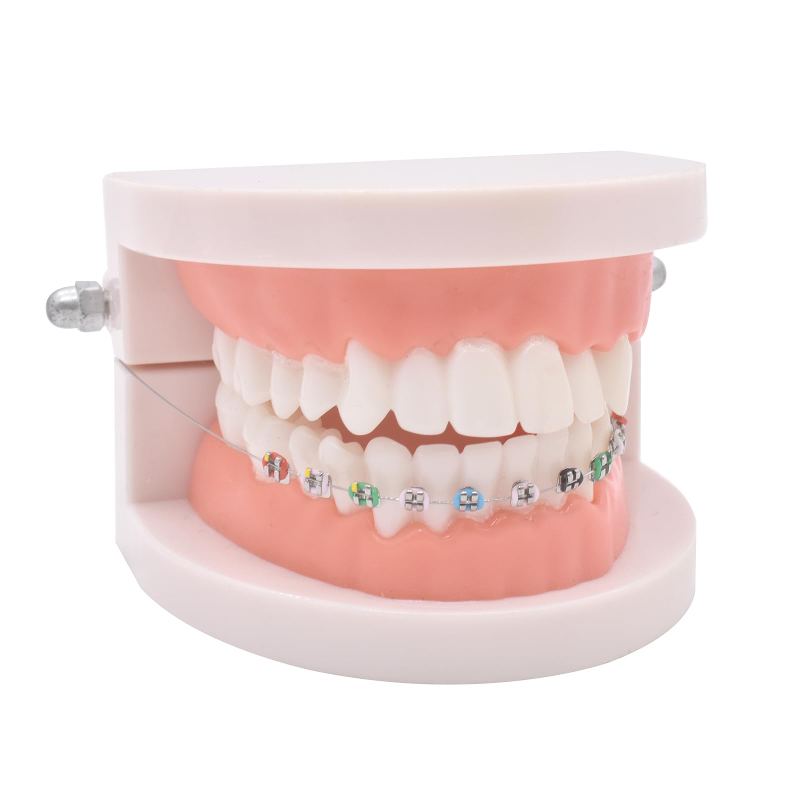 Multi-colored orthodontic wires and brackets demonstration for teaching