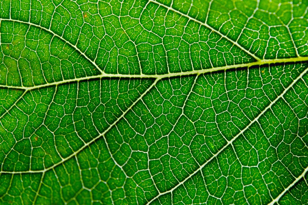 Close-up of bottle and dropper for chlorophyll drops