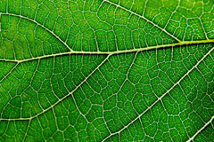 Close-up of bottle and dropper for chlorophyll drops