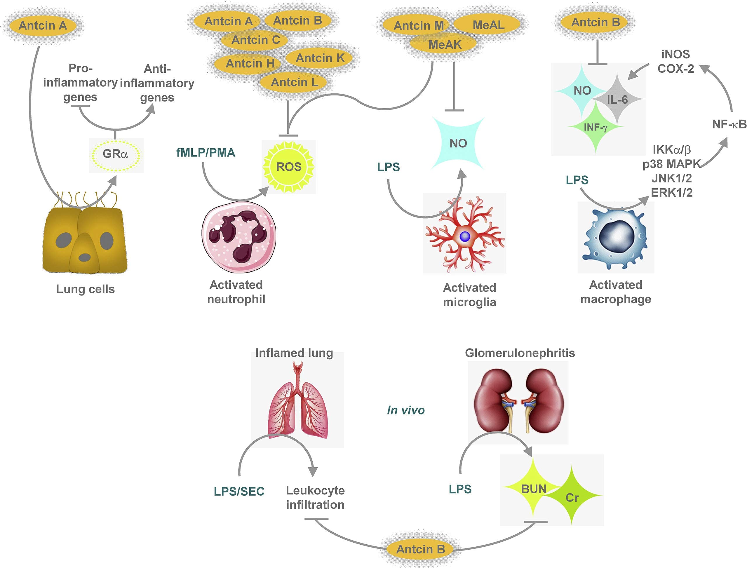 Lifestyle concept image representing wellness and immunity