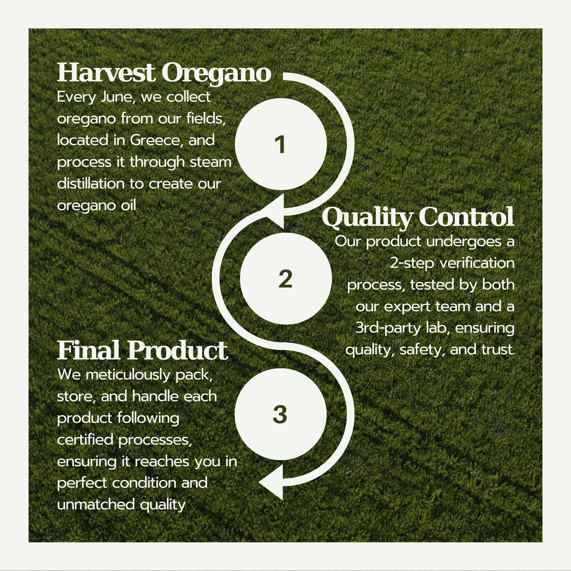 Illustration of internal, topical, and aromatherapy uses for oregano oil