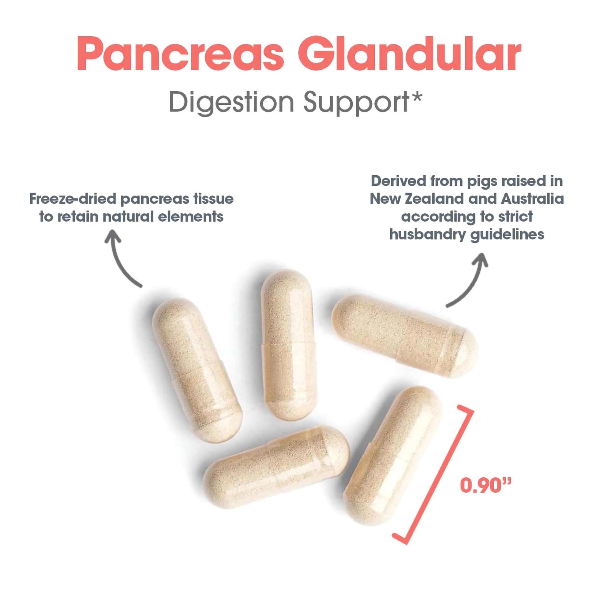 Pancreas tissue glandular illustration