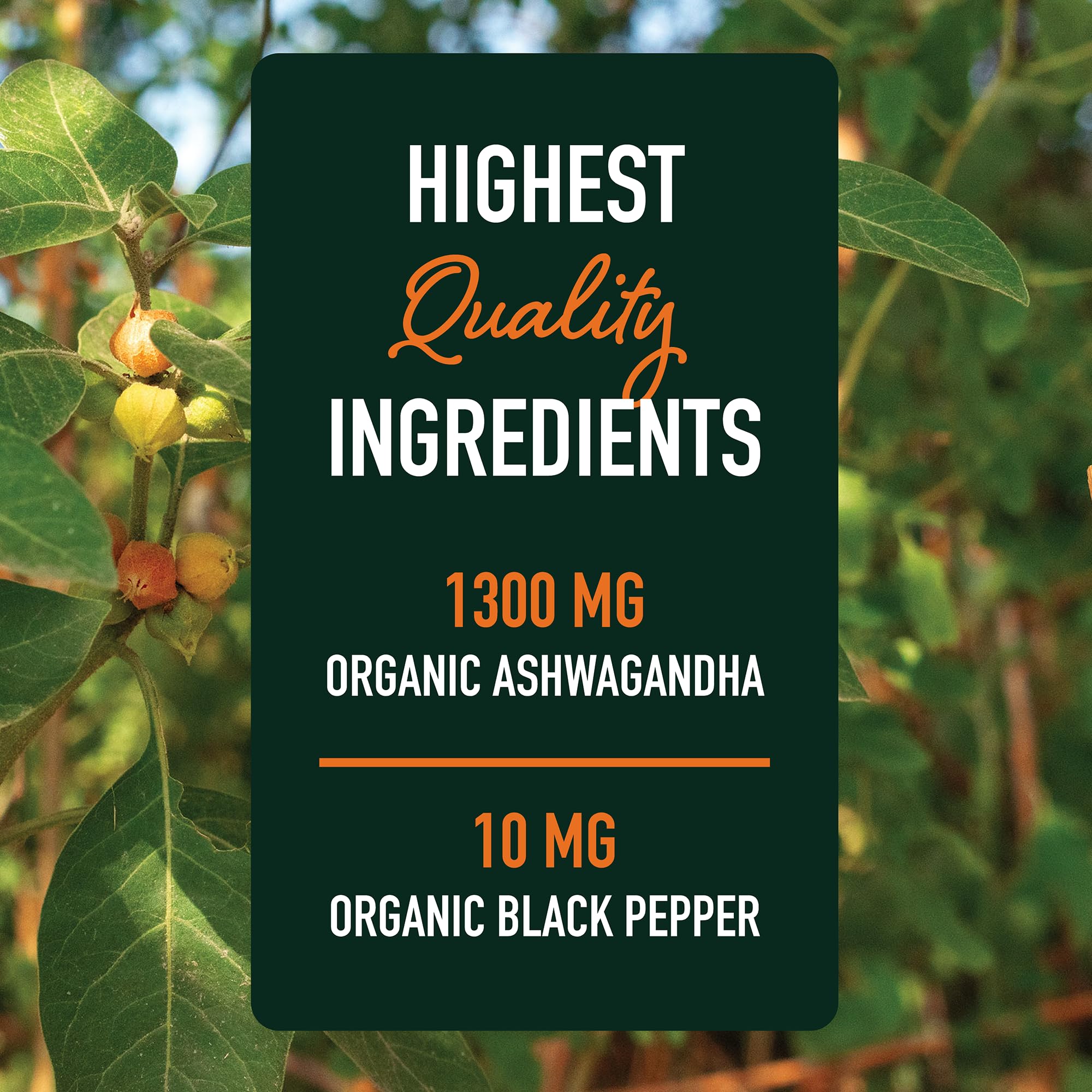 Close-up of ashwagandha 1300mg bottle with labeling