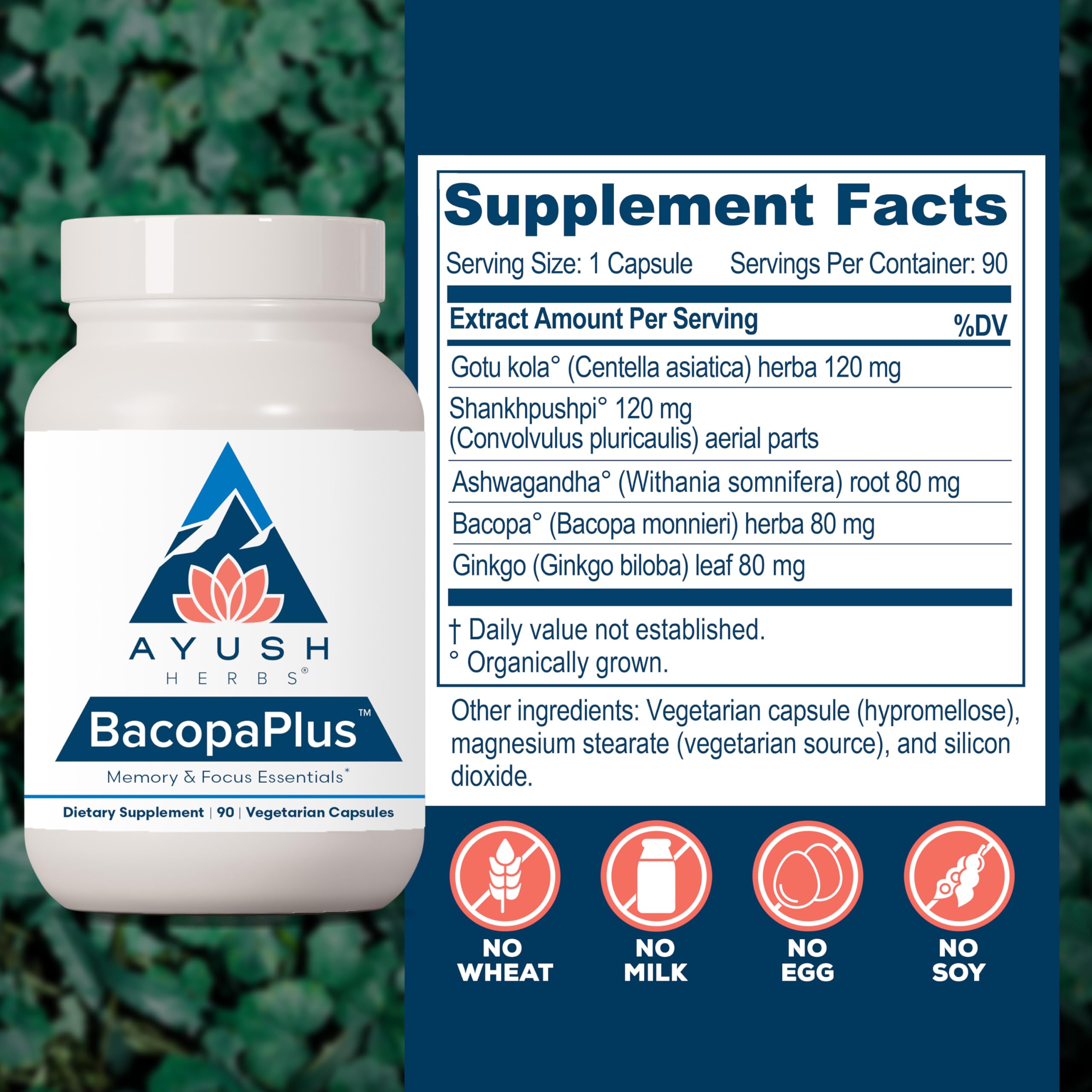 Close-up of organic bacopa used in BacopaPlus supplement