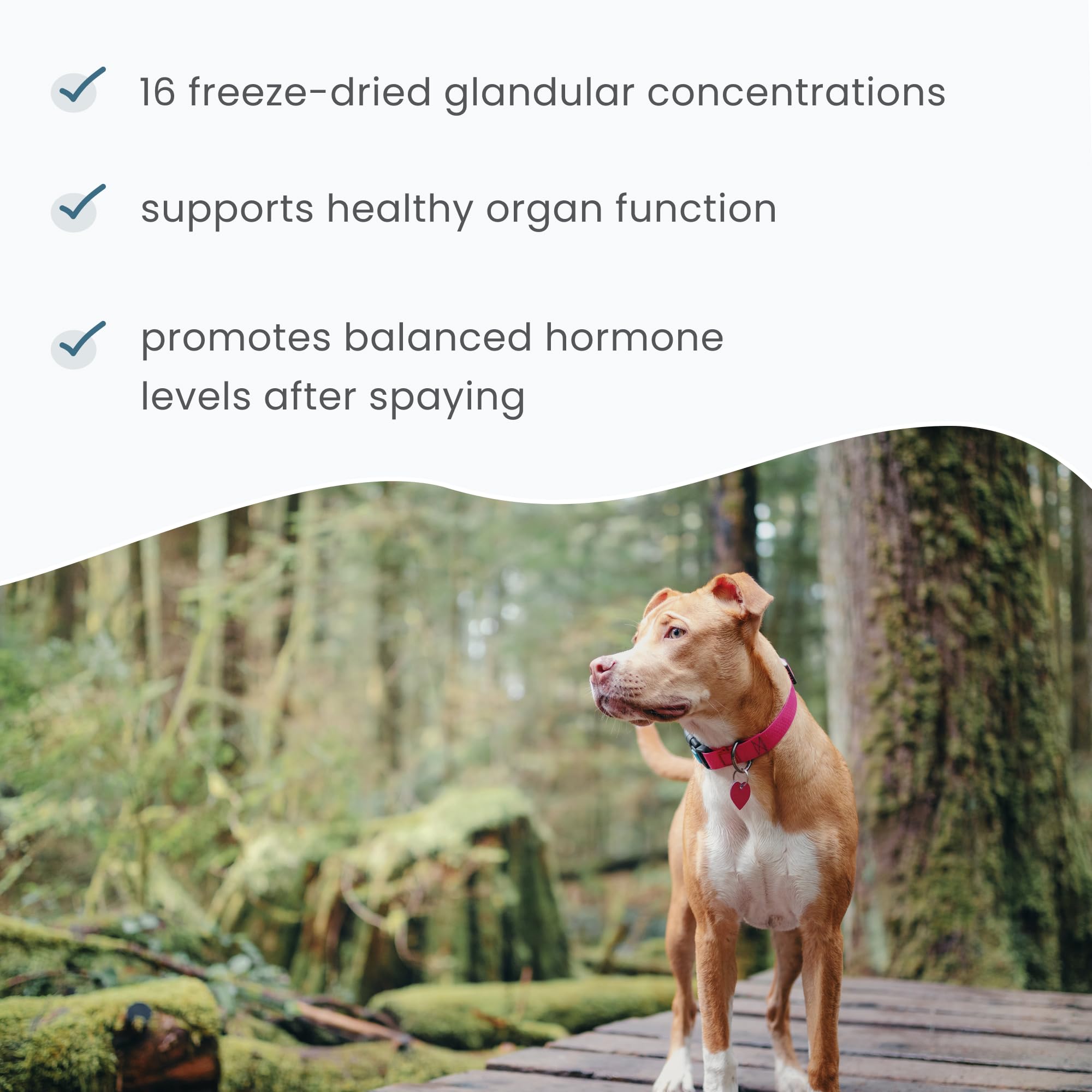 Illustration of glandular ingredients used in Bark & Whiskers