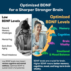 Diagram illustrating BDNF optimizer in the brain