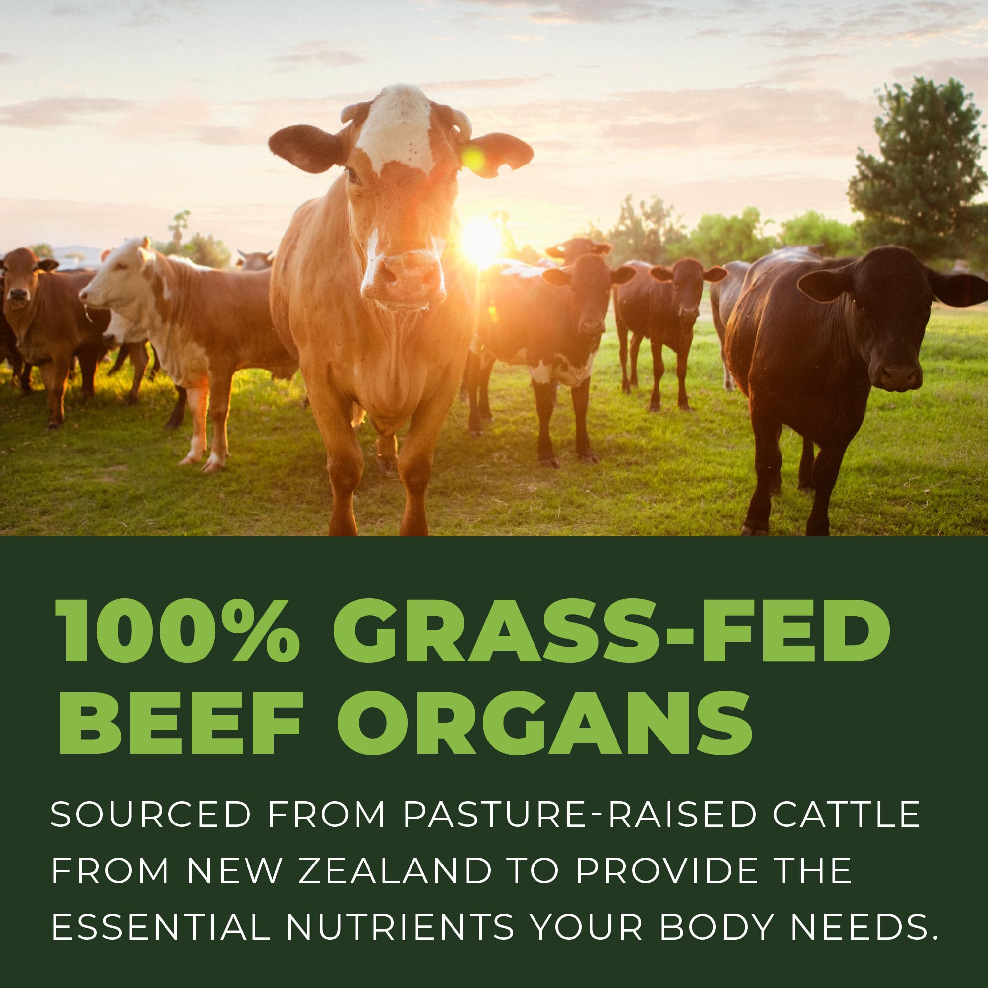Beef lung - component of the organ complex